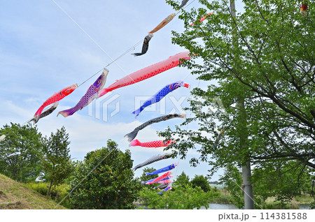 こいのぼり　柴山沼公園（埼玉県・白岡市） 114381588