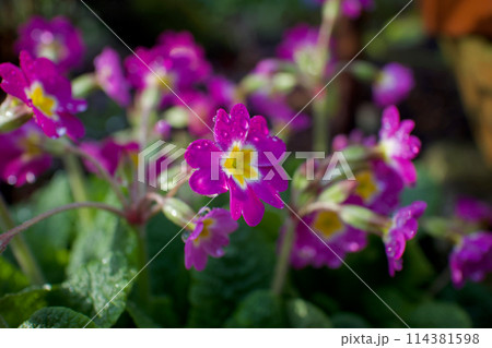 雨粒とピンク色のプリムラ・ポリアンサ。多くの花を咲かすこの花の花言葉は「富の誇り」そして「無言の愛」 114381598