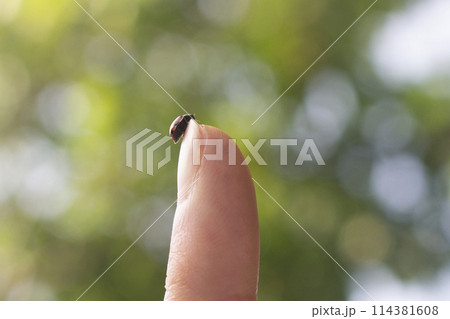 Little spotted ladybug crawling up a finger 114381608
