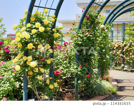 広尾防災公園(市川市)の花の広場(バラ園) 114381635