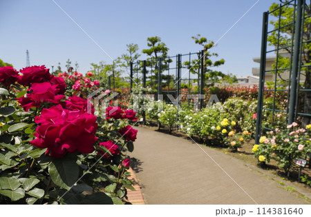 広尾防災公園(市川市)の花の広場(バラ園) 広尾防災公園(市川市)の花の広場(バラ園) 114381640