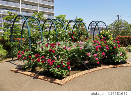 広尾防災公園(市川市)の花の広場(バラ園) 114381651