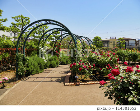 広尾防災公園(市川市)の花の広場(バラ園) 114381652