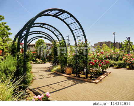 広尾防災公園(市川市)の花の広場(バラ園) 114381653