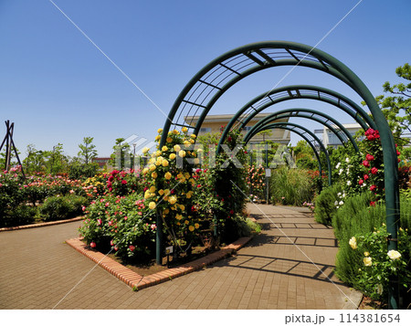 広尾防災公園(市川市)の花の広場(バラ園) 広尾防災公園(市川市)の花の広場(バラ園) 114381654