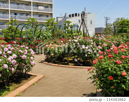 広尾防災公園(市川市)の花の広場(バラ園) 114381662