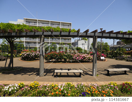 広尾防災公園(市川市)の花の広場(バラ園) 広尾防災公園(市川市)の花の広場(バラ園) 114381667
