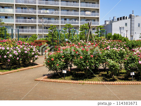 広尾防災公園(市川市)の花の広場(バラ園) 広尾防災公園(市川市)の花の広場(バラ園) 114381671
