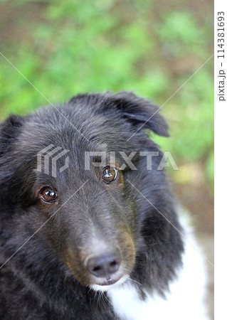 新緑をバックに見つめる犬(シェルティー) 新緑をバックに見つめる犬(シェルティー) 114381693