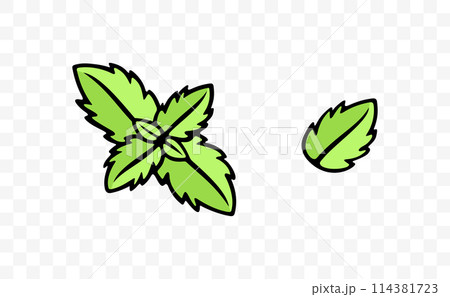 Mint and spearmint, herb, mint leaves, graphic design. Spice, menthol, peppermint, leaf and leaves, vector design and illustration Mint and spearmint, herb, mint leaves, graphic design. Spice, menthol, peppermint, leaf and leaves, vector design and illustration 114381723