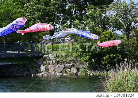 こいのぼり 柴山沼公園(埼玉県・白岡市) こいのぼり 柴山沼公園(埼玉県・白岡市) 114381724