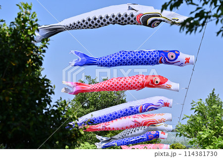 こいのぼり　柴山沼公園（埼玉県・白岡市）　 114381730