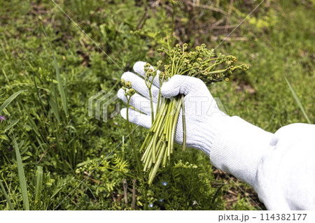 山菜のわらびを採る 114382177