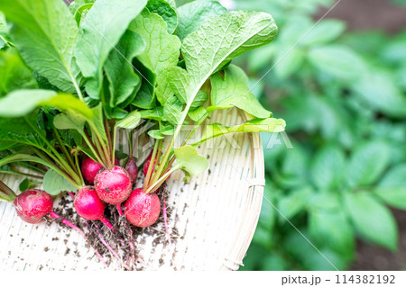 ザルに乗せられた収穫したばかりの無農薬のハツカダイコン 114382192