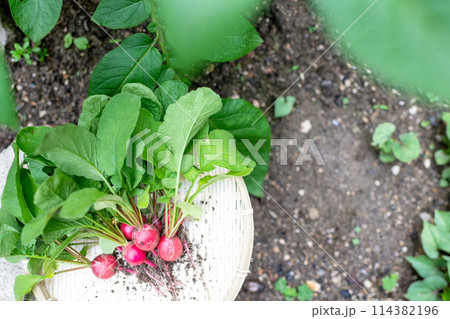 ザルに乗せられた収穫したばかりの無農薬のハツカダイコン 114382196