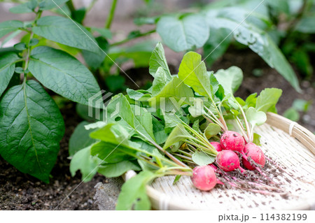 ザルに乗せられた収穫したばかりの無農薬のハツカダイコン 114382199