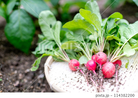 ザルに乗せられた収穫したばかりの無農薬のハツカダイコン 114382200