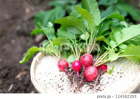ザルに乗せられた収穫したばかりの無農薬のハツカダイコン ザルに乗せられた収穫したばかりの無農薬のハツカダイコン 114382203