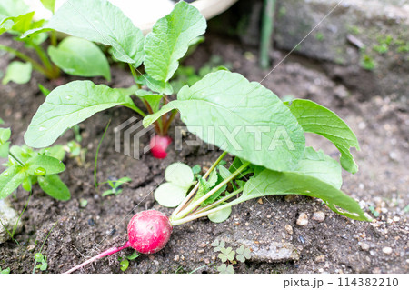 収穫時期を迎え引き抜かれて地面に置かれた無農薬のハツカダイコン 114382210