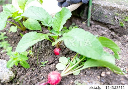 収穫時期を迎えた無農薬のハツカダイコン 収穫時期を迎えた無農薬のハツカダイコン 114382211