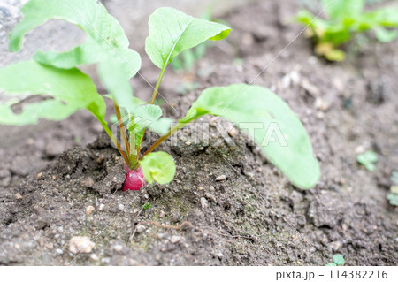 収穫時期を迎えた無農薬栽培のハツカダイコン 収穫時期を迎えた無農薬栽培のハツカダイコン 114382216