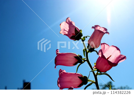 青空に咲くカンパニュラのピンクの花 【逆光】 青空に咲くカンパニュラのピンクの花 【逆光】 114382226