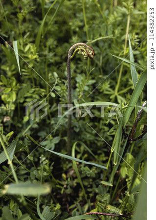 山に自生する山菜の天然わらび 山に自生する山菜の天然わらび 114382253