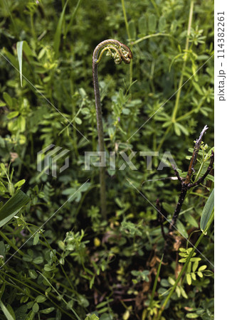山に自生する山菜の天然わらび 山に自生する山菜の天然わらび 114382261