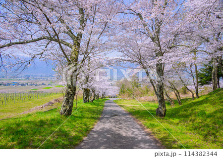 鵜山の桜並木【北安曇郡池田町】 鵜山の桜並木【北安曇郡池田町】 114382344