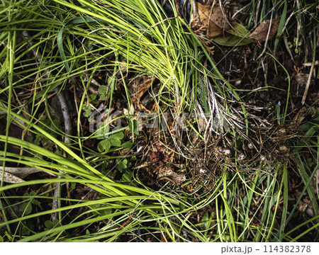 野草ののびる 114382378