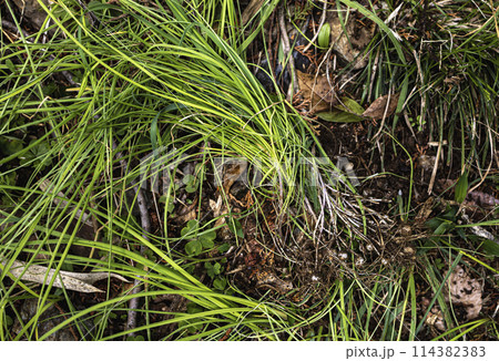 野草ののびる 114382383