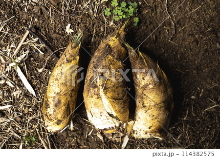 春のたけのこ掘り 114382575