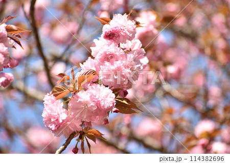 濃いピンクの八重桜 濃いピンクの八重桜 114382696
