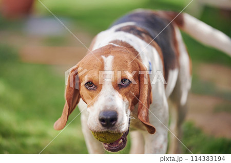 Portrait of beagle dog 114383194