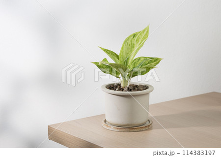 Aglaonema sp. Rapngoenrapthong or the Chinese Evergreen 114383197
