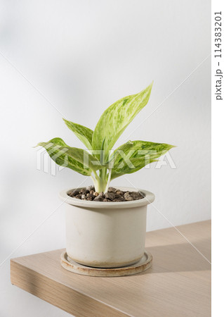 Aglaonema sp. Rapngoenrapthong or the Chinese Evergreen 114383201