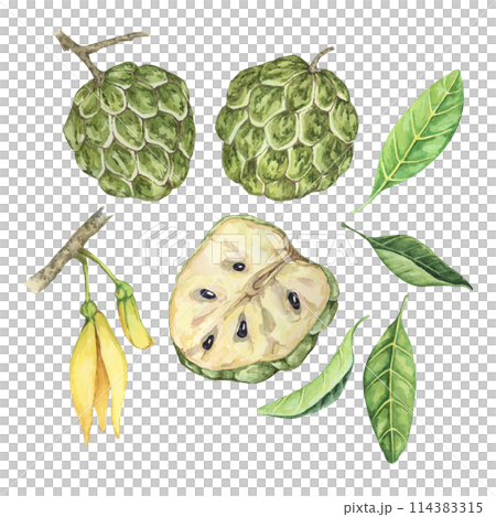 Ripe green whole and half cherimoya exotic fruit with leaves and flowers. Hand drawn watercolor illustration of custard apple, sugar sweet apple for printing, packaging, organic products, scrapbooking Ripe green whole and half cherimoya exotic fruit with leaves and flowers. Hand drawn watercolor illustration of custard apple, sugar sweet apple for printing, packaging, organic products, scrapbooking 114383315