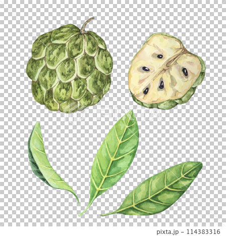 Green cherimoya exotic fruit with leaves. Hand drawn watercolor illustration of custard apple, sugar sweet apple foliage clipart for printing, packaging, organic products, scrapbooking, stickers Green cherimoya exotic fruit with leaves. Hand drawn watercolor illustration of custard apple, sugar sweet apple foliage clipart for printing, packaging, organic products, scrapbooking, stickers 114383316