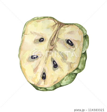 Ripe green cherimoya cut in half, exotic fruit flesh and seeds. Hand drawn watercolor illustration of custard apple, sugar sweet apple clipart for printing, packaging, organic products, scrapbooking Ripe green cherimoya cut in half, exotic fruit flesh and seeds. Hand drawn watercolor illustration of custard apple, sugar sweet apple clipart for printing, packaging, organic products, scrapbooking 114383321