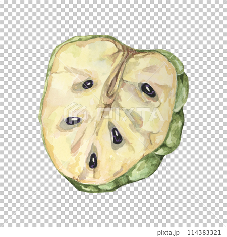 Ripe green cherimoya cut in half, exotic fruit flesh and seeds. Hand drawn watercolor illustration of custard apple, sugar sweet apple clipart for printing, packaging, organic products, scrapbooking 114383321