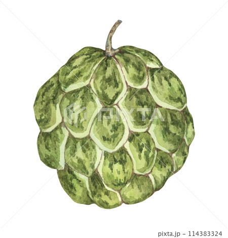Ripe green cherimoya exotic fruit artwork. Hand drawn watercolor illustration of custard apple, sugar sweet apple clipart for printing, packaging, organic products, scrapbooking, stickers 114383324