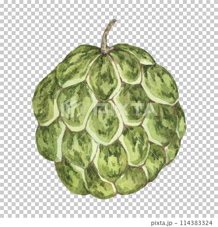 Ripe green cherimoya exotic fruit artwork. Hand drawn watercolor illustration of custard apple, sugar sweet apple clipart for printing, packaging, organic products, scrapbooking, stickers 114383324