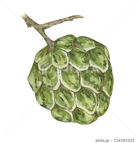 Ripe green cherimoya exotic fruit on tree brunch. Hand drawn watercolor illustration of custard apple, sugar sweet apple clipart for printing, packaging, organic products, scrapbooking, stickers 114383325