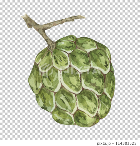 Ripe green cherimoya exotic fruit on tree brunch. Hand drawn watercolor illustration of custard apple, sugar sweet apple clipart for printing, packaging, organic products, scrapbooking, stickers 114383325
