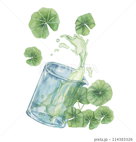 Centella asiatica and beaker with green extract spill . Gotu cola fluid extract splash from glass, watercolor leaves botanical illustration for cosmetics, stickers, packaging, beauty, herbal 114383326