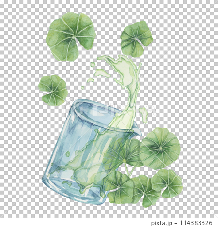 Centella asiatica and beaker with green extract spill . Gotu cola fluid extract splash from glass, watercolor leaves botanical illustration for cosmetics, stickers, packaging, beauty, herbal 114383326