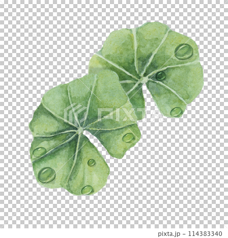 Centella asiatica leaves and dew drops . Hand drawn green gotu cola extract drops clipart, watercolor pennywort botanical illustration for cosmetics, stickers, packaging, beauty, dietary supplements Centella asiatica leaves and dew drops . Hand drawn green gotu cola extract drops clipart, watercolor pennywort botanical illustration for cosmetics, stickers, packaging, beauty, dietary supplements 114383340