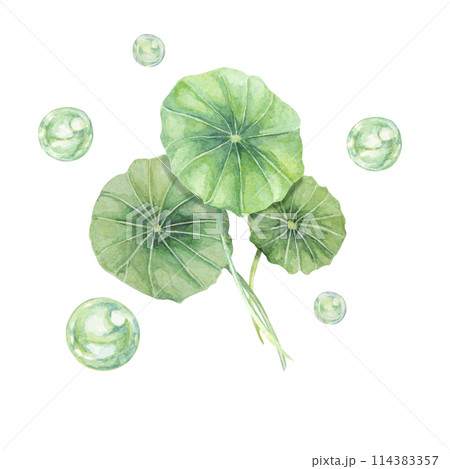 Centella asiatica and green bubbles . Hand drawn gotu cola extract spheres clipart, watercolor pennywort botanical illustration for cosmetics, stickers, packaging, beauty, herbal dietary supplements Centella asiatica and green bubbles . Hand drawn gotu cola extract spheres clipart, watercolor pennywort botanical illustration for cosmetics, stickers, packaging, beauty, herbal dietary supplements 114383357