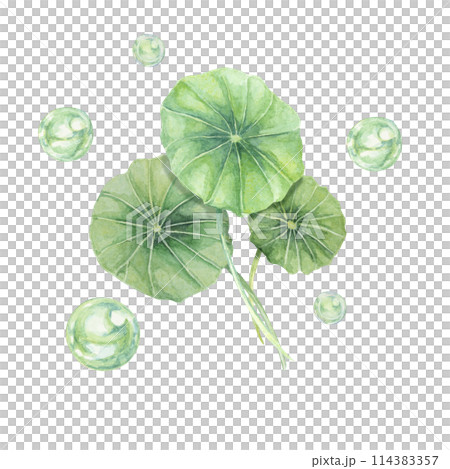 Centella asiatica and green bubbles . Hand drawn gotu cola extract spheres clipart, watercolor pennywort botanical illustration for cosmetics, stickers, packaging, beauty, herbal dietary supplements 114383357