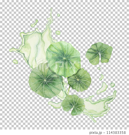 Centella asiatica and green liquid wave . Hand drawn gotu cola fluid splash clipart, watercolor pennywort juice botanical illustration for cosmetics, packaging, beauty, herbal dietary supplements Centella asiatica and green liquid wave . Hand drawn gotu cola fluid splash clipart, watercolor pennywort juice botanical illustration for cosmetics, packaging, beauty, herbal dietary supplements 114383358